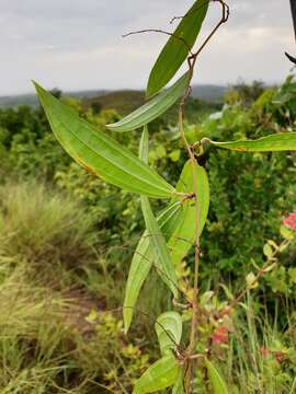 Image of Dioscorea analalavensis Jum. & H. Perrier