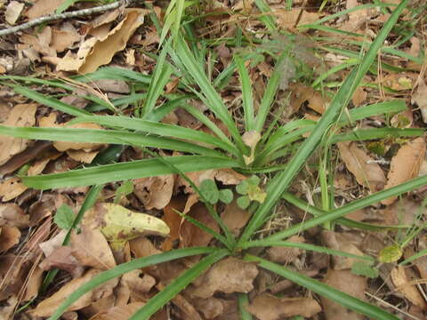 Image of Eryngium longifolium Cav.