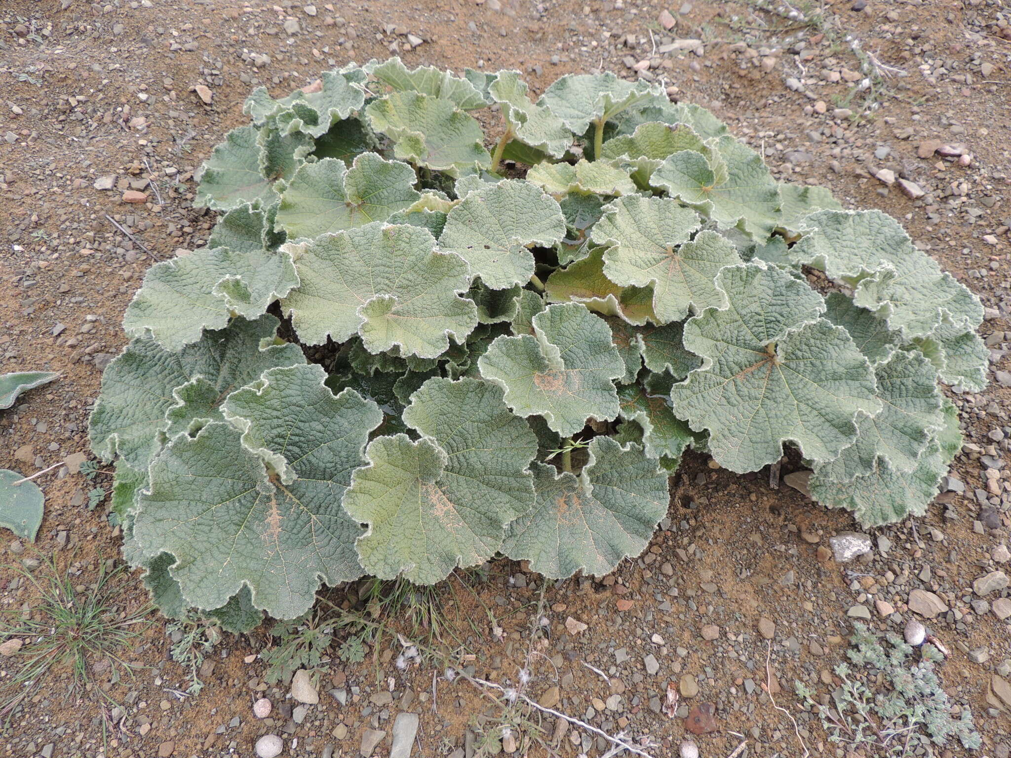 Image of Radyera urens (L. fil.) Bullock