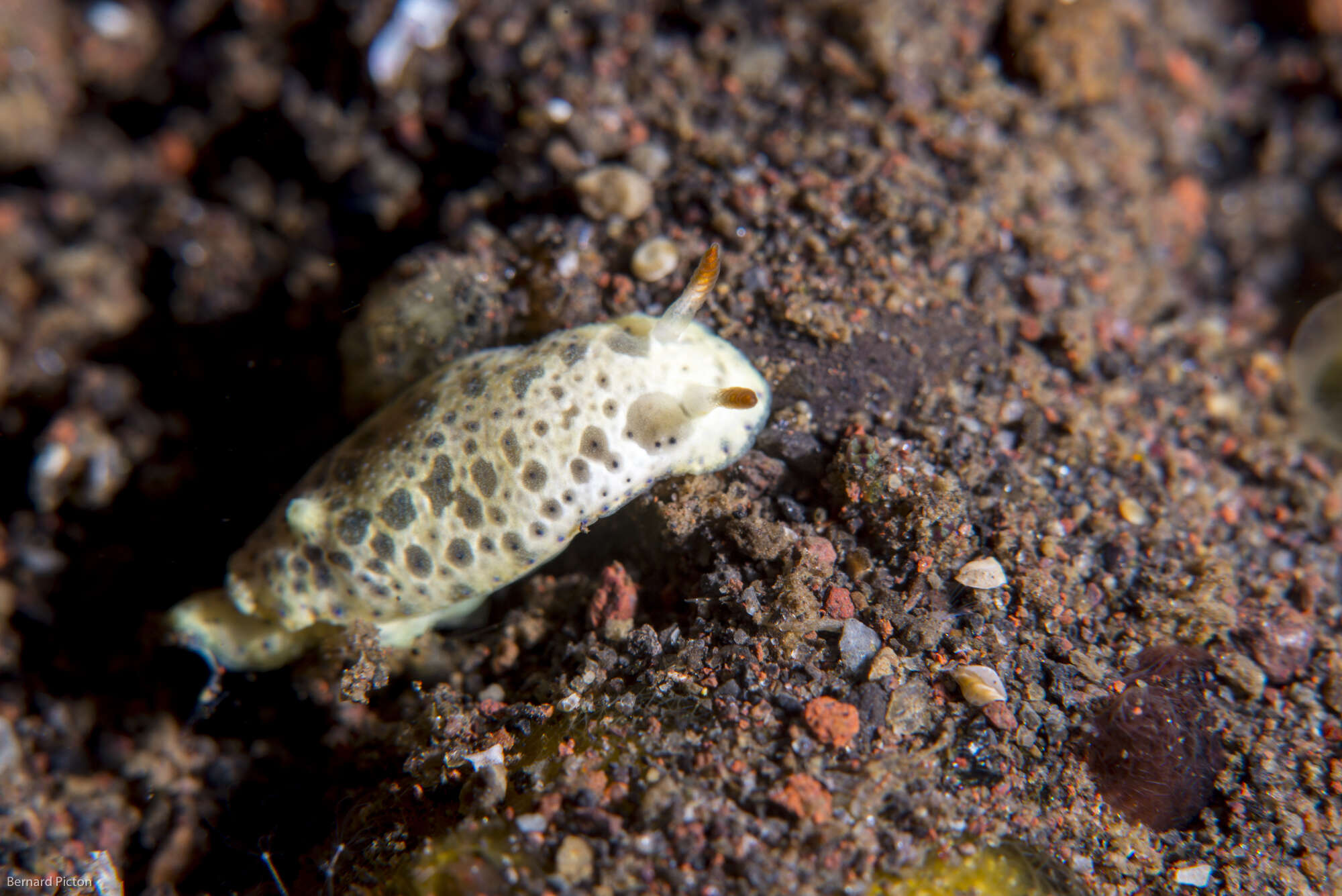 Sivun Hypselodoris lacuna Gosliner & R. F. Johnson 2018 kuva