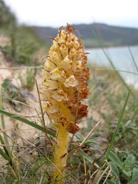 Image of Orobanche densiflora Salzm. ex Reuter