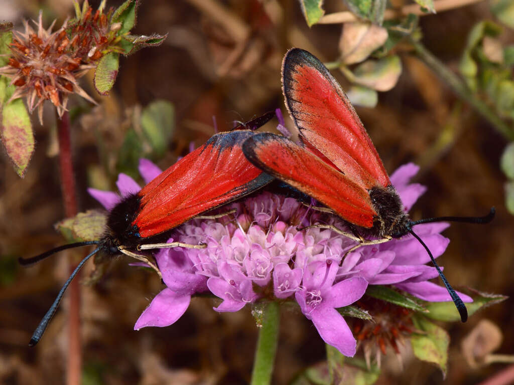 Image of Zygaena rubicundus