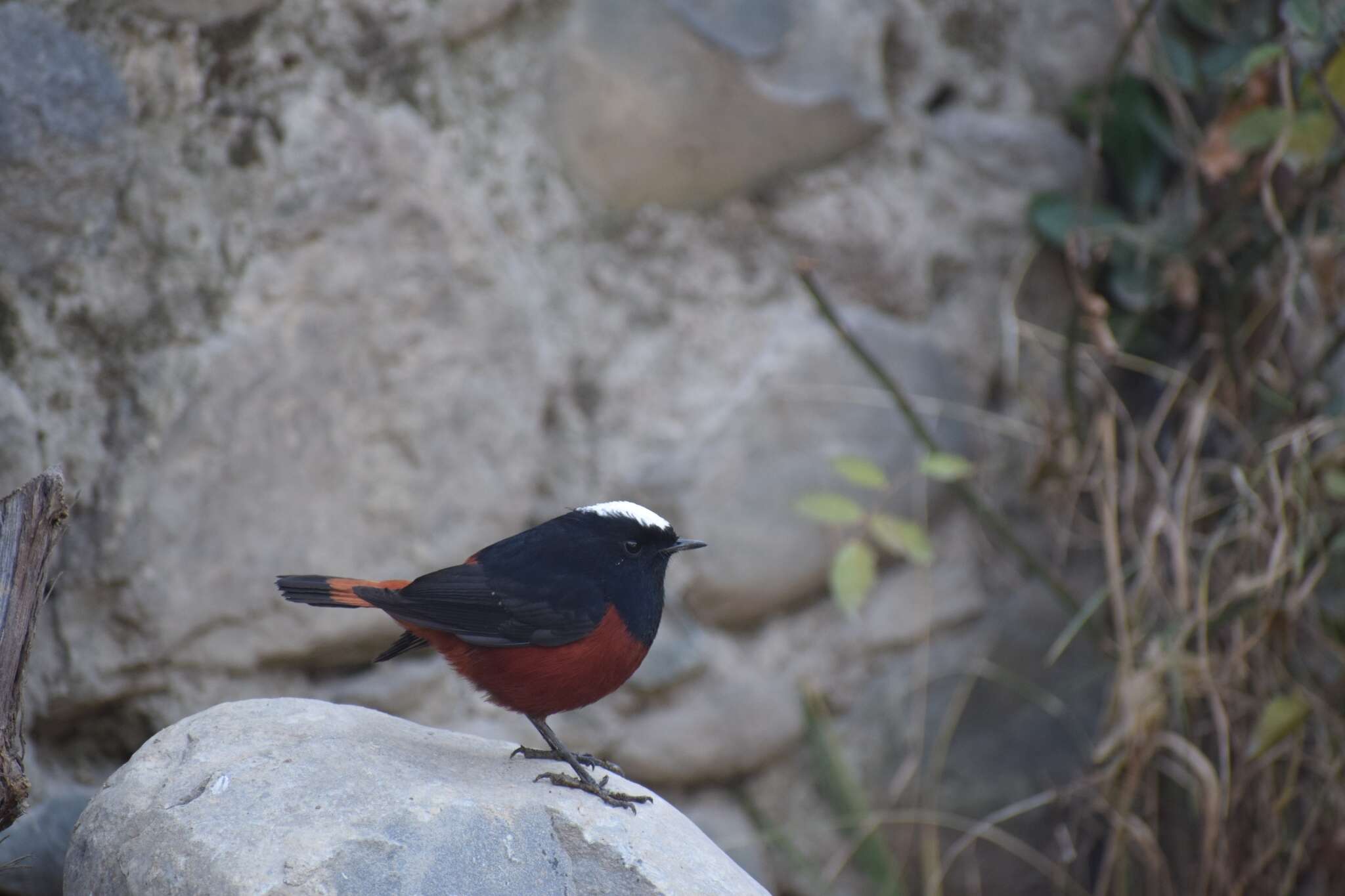 Image of White-capped Redstart