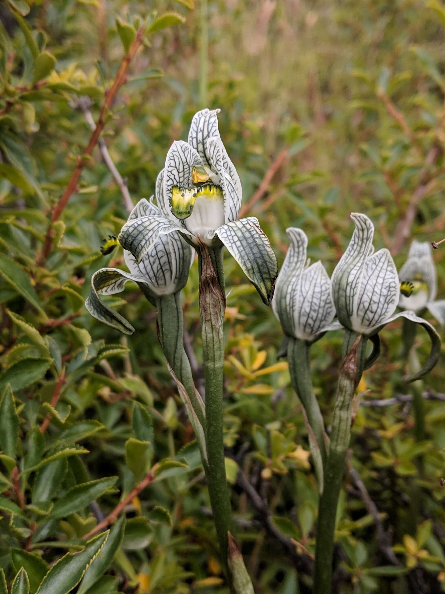 Plancia ëd Chloraea magellanica Hook. fil.