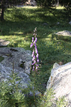 Слика од Aconitum napellus subsp. vulgare Rouy & Fouc.