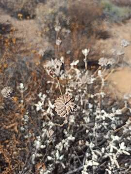 Salvia chionopeplica Epling resmi