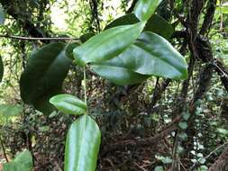 Image of Croton acronychioides F. Muell.