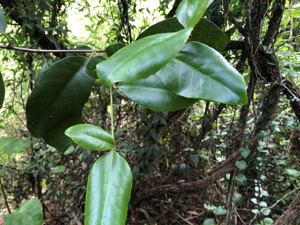 Image of Croton acronychioides F. Muell.