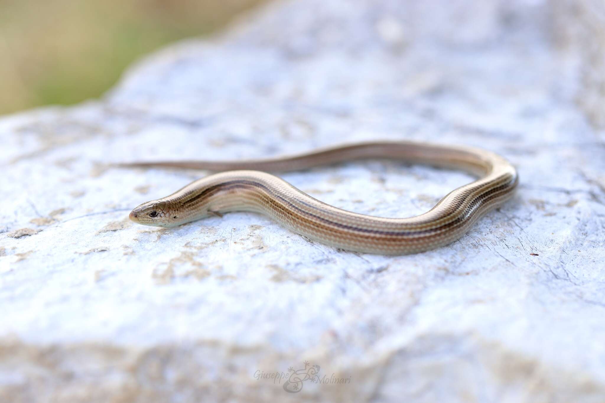 Chalcides chalcides (Linnaeus 1758) resmi