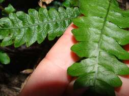 Image of Austroblechnum lanceolatum (R. Br.) Gasper & V. A. O. Dittrich