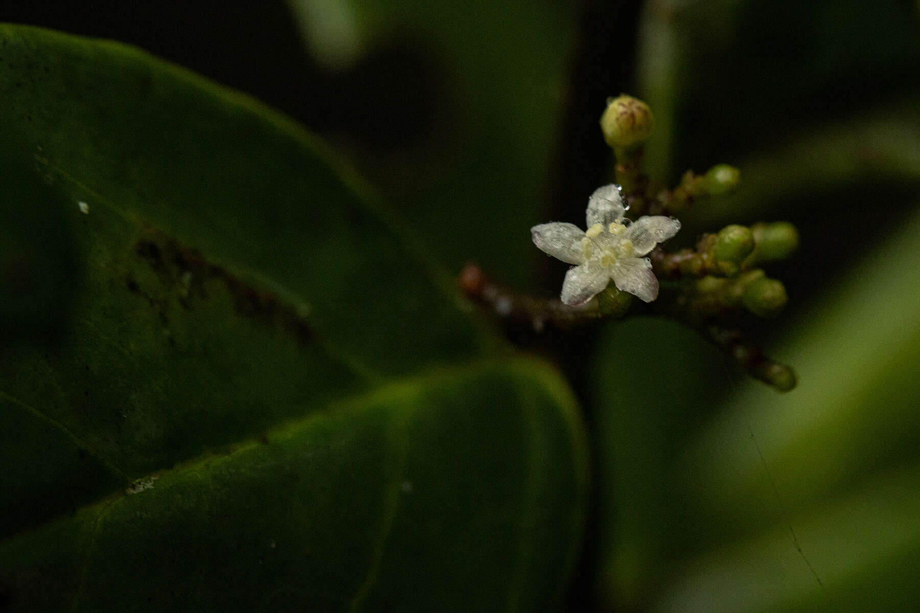 Image of False lemon-thorn