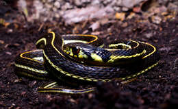 Thamnophis pulchrilatus (Cope 1885)的圖片