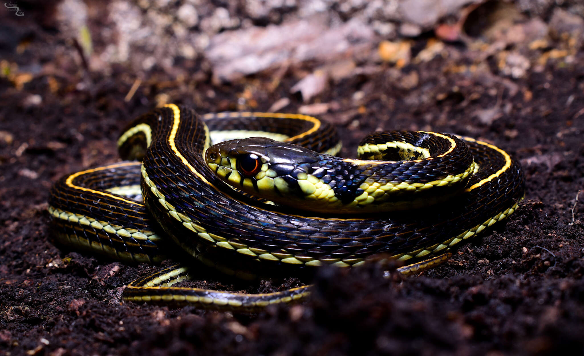 Thamnophis pulchrilatus (Cope 1885)的圖片