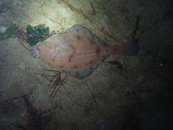 Image of Flathead sole