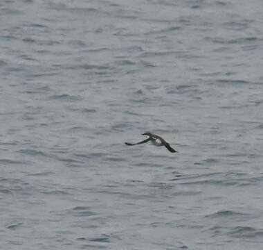 Image of Long-billed Murrelet