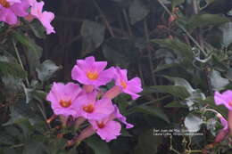 Image of Mexican blood-trumpet