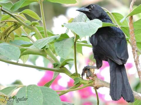 Image of Scrub Blackbird