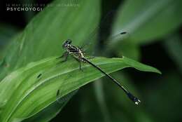 Imagem de Leptogomphus gestroi Selys 1891