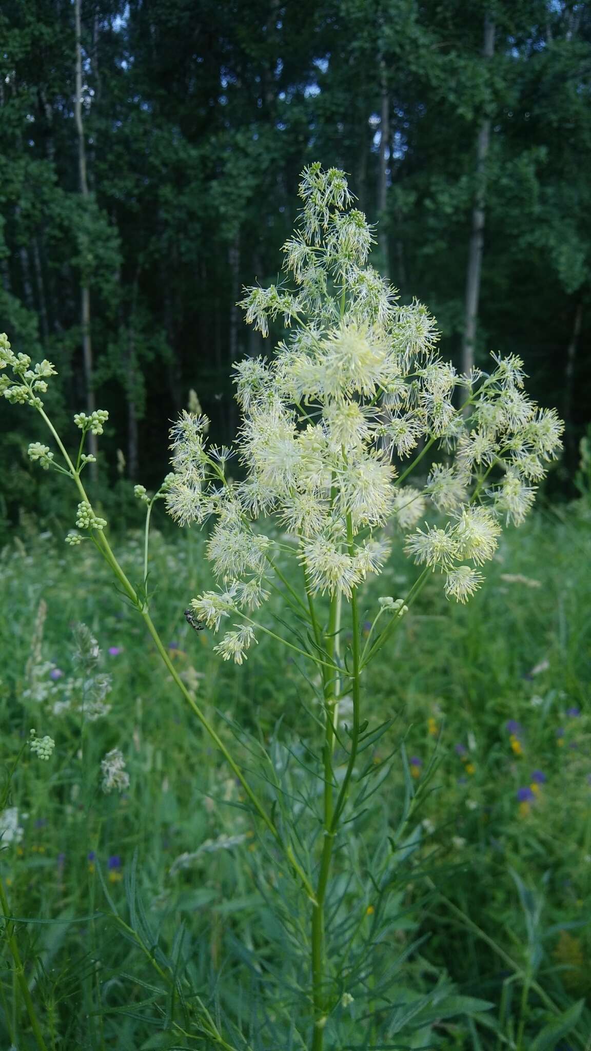 Image of Thalictrum lucidum L.