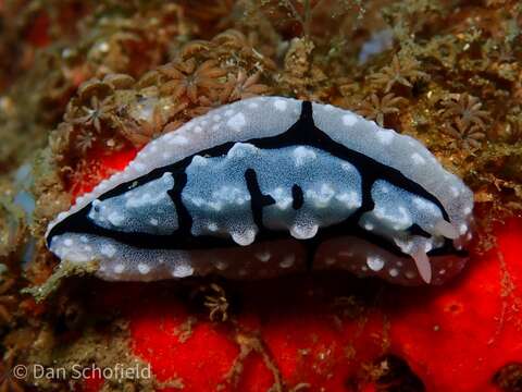 Image of Phyllidiopsis shireenae Brunckhorst 1990