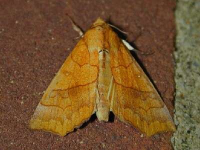 Image of Yellow Scallop Moth