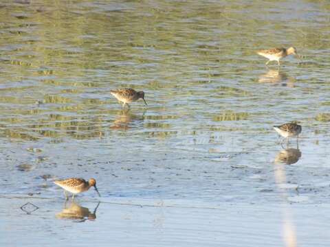 Image of Dowitcher