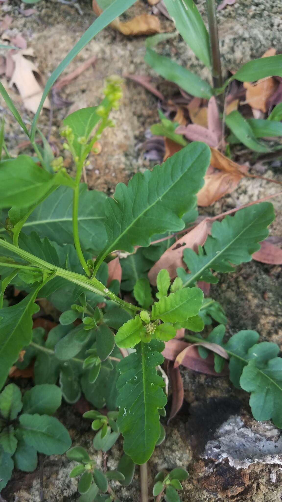 Image of Stalkless Yellowcress