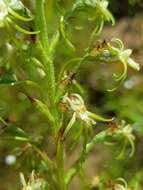 Image of Habenaria galpinii Bolus