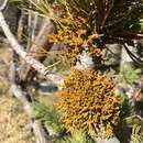 Image of limber pine dwarf mistletoe