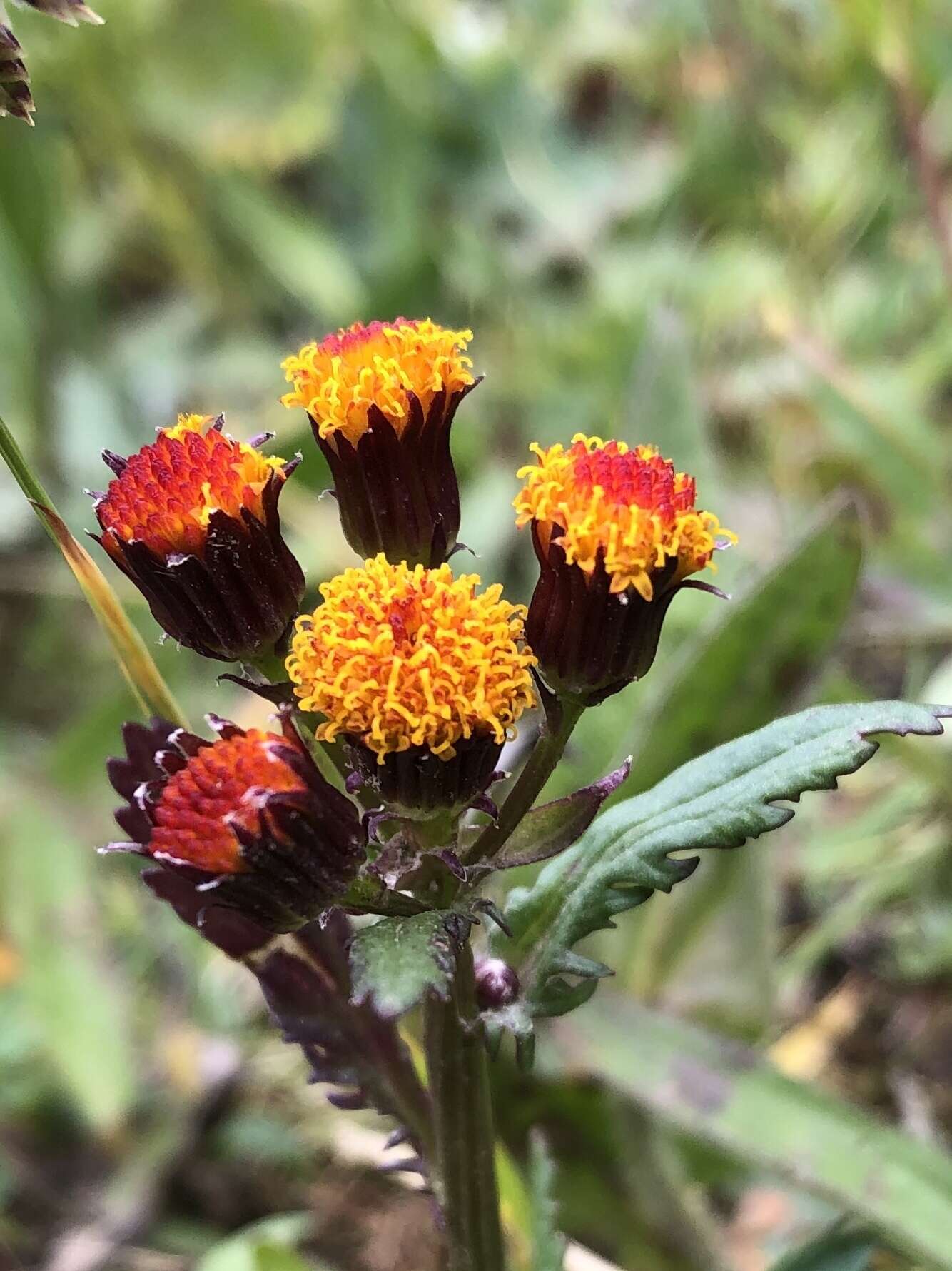 Image of Rayless Alpine Groundsel