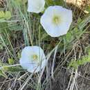 Image de Calystegia macounii (Greene) Brummitt