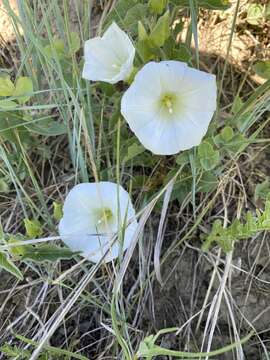 Image of Macoun's false bindweed