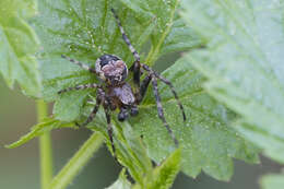 Image of Larinioides patagiatus (Clerck 1757)