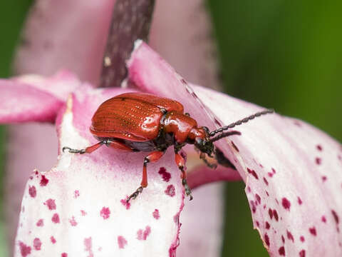 Image of <i>Lilioceris schneideri</i>