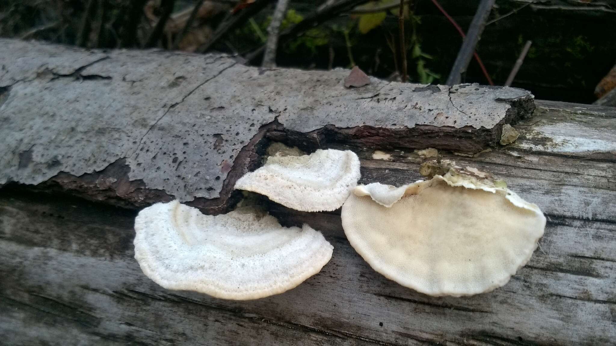 Image of Trametes hirsuta (Wulfen) Lloyd 1924