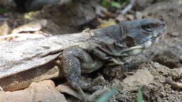Image of Balsas Armed Lizard