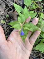 Image of desert indigo sage