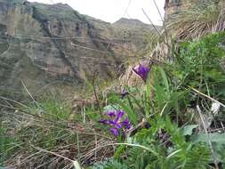 Image of Iris furcata M. Bieb.