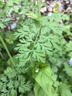 Image de Corydalis curvisiliqua Engelm. ex A. Gray