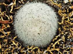 Image of Mammillaria candida Scheidw.