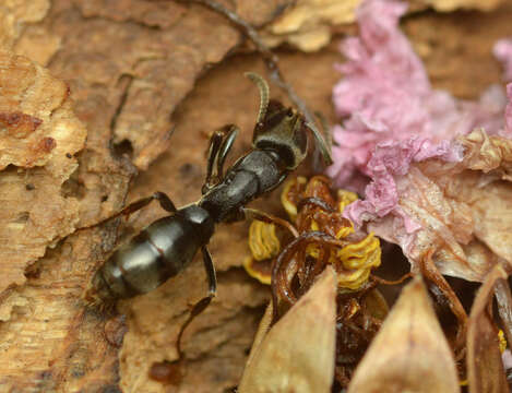 Image of Rapacious Panther Ant