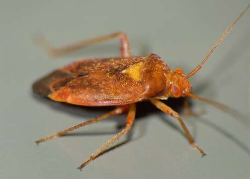 Image of Chinamiris unicolor Eyles & Carvalho 1991