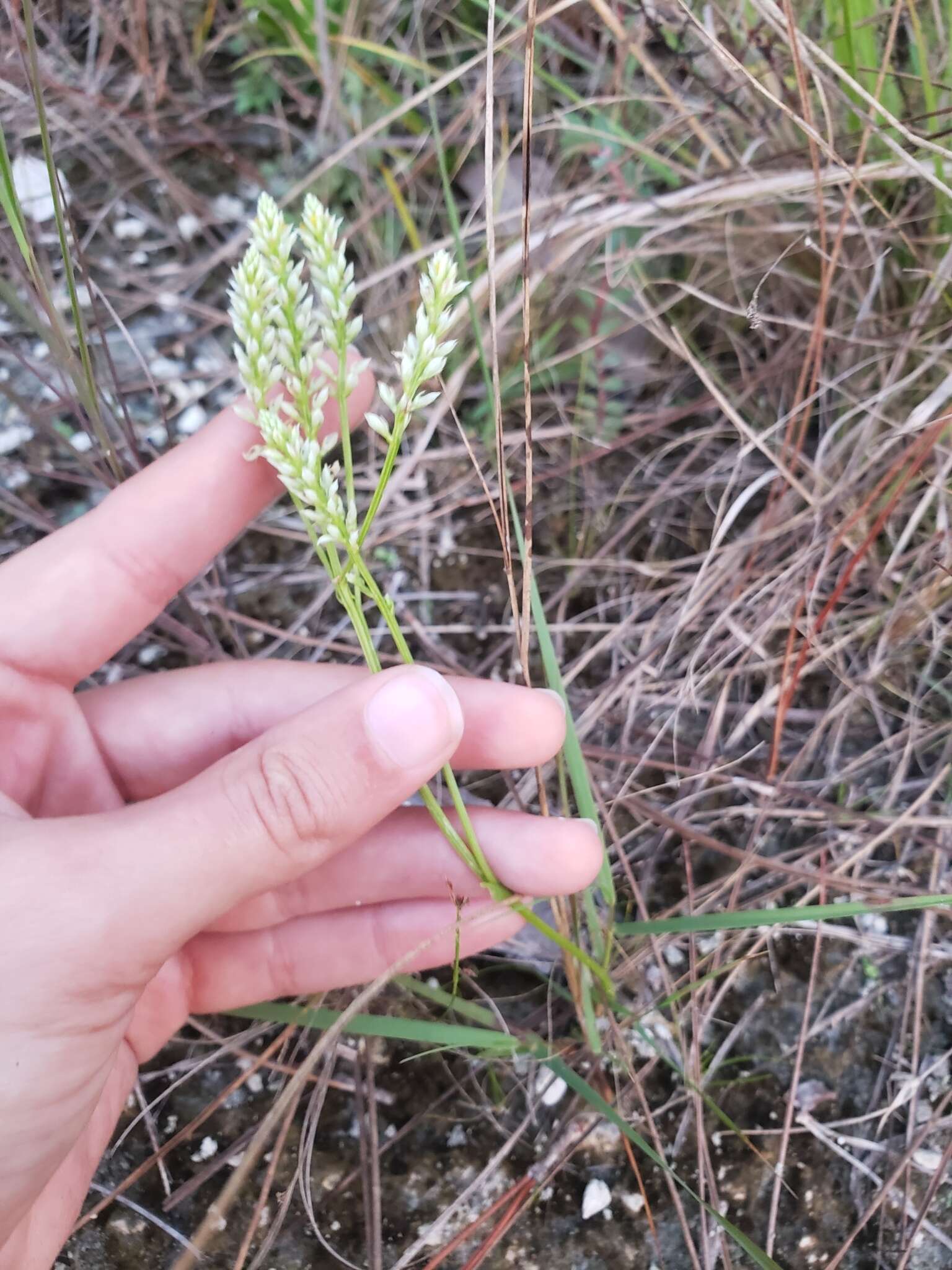 Image of Polygala carteri