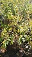 صورة Bupleurum salicifolium subsp. salicifolium