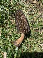 Image of Morchella angusticeps Peck 1887