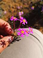 Image of Zaluzianskya regalis J. C. Manning & Goldblatt