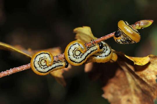 Image of Striped Alder Sawfly