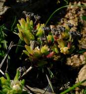 Imagem de Drosanthemum hispifolium (Haw.) Schwant.