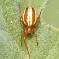 Image of Araneus pratensis (Emerton 1884)