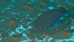 Image of Blue Spotted Wrasse